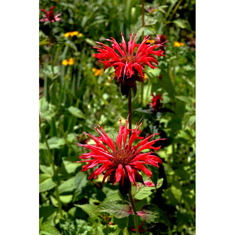 Monarde 'Goldmelisse'