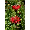 Monarde 'Goldmelisse'