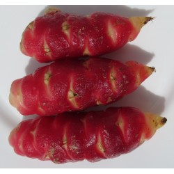 Oca du Pérou