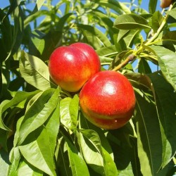 Nectarine 'Fantasia'