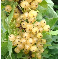 Groseillier à grappes 'Versaillaise blanche'