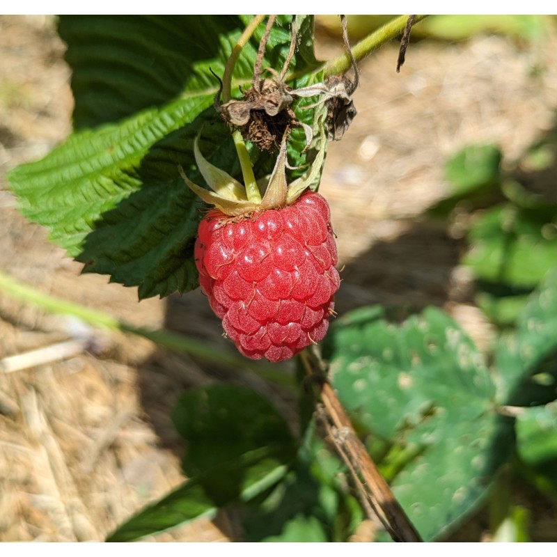 Framboisier ‘Bella Maar’