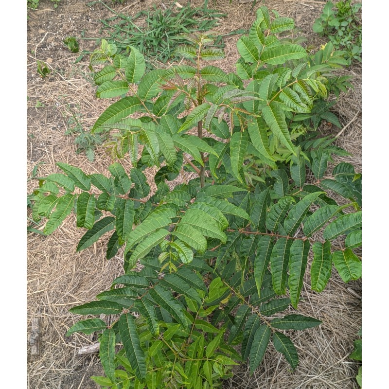 Arbre à salade / Toona sinensis