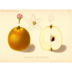 Pommier 'Reinette Ananas'