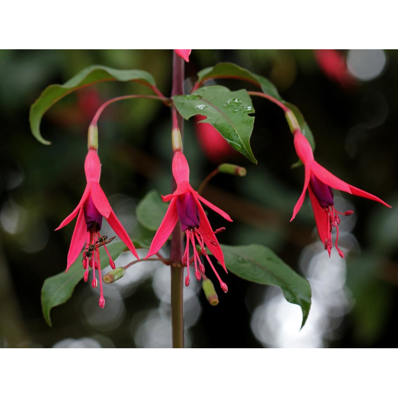 Fuchsia royal