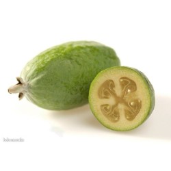 Goyavier de Brésil / Feijoa